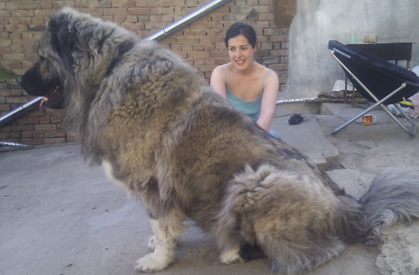 Biggest Dog Ever