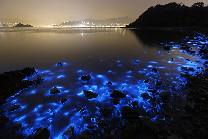 bioluminescence-hong-kong-noctiluca-scintillans-sea-sparkle-1