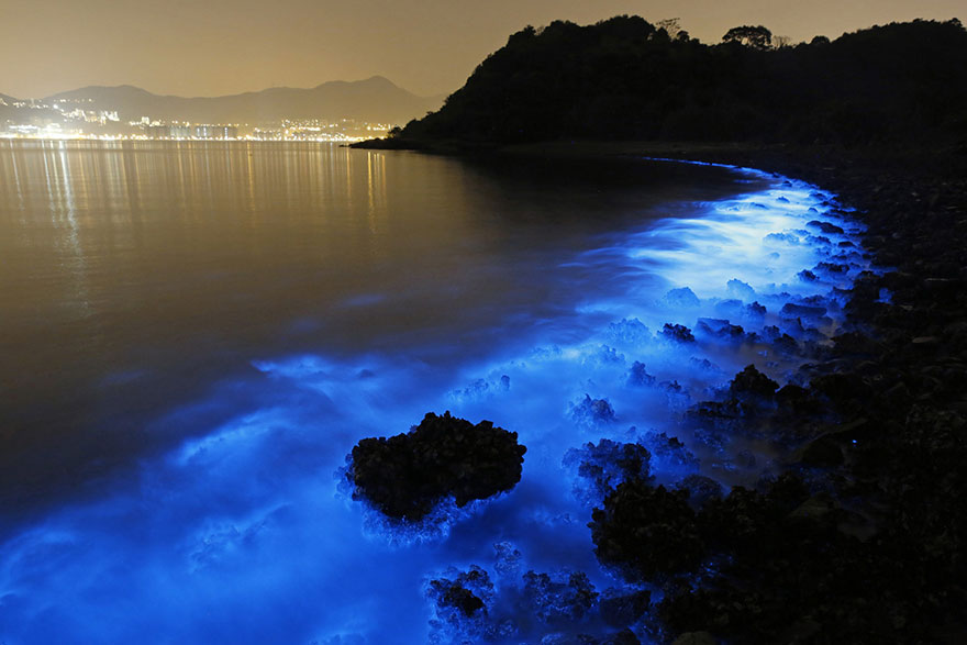 Bioluminescent Plankton Glow In Bloom On The Shores Of Hong Kong
