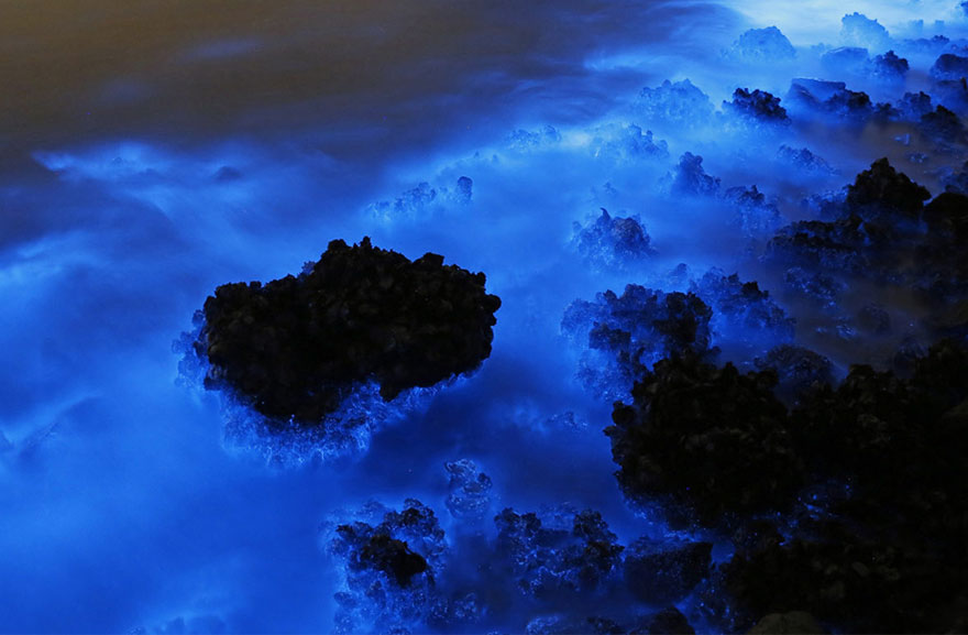 bioluminescence-hong-kong-noctiluca-scintillans-sea-sparkle-4
