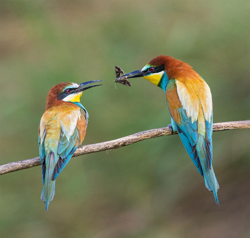 Male European Bee-eater Presenting A Female With A Gift Of A Moth