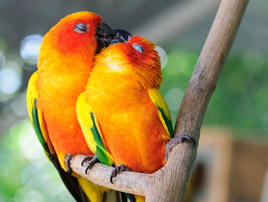 Parrots Couple