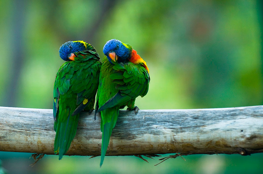 Colorful Parrot Couple