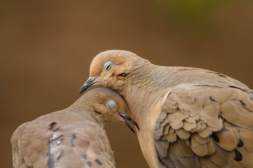 A Mourning Dove Couple Enjoy Each Others Company