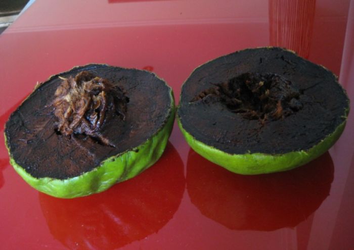 Black Sapote (chocolate Pudding Fruit)