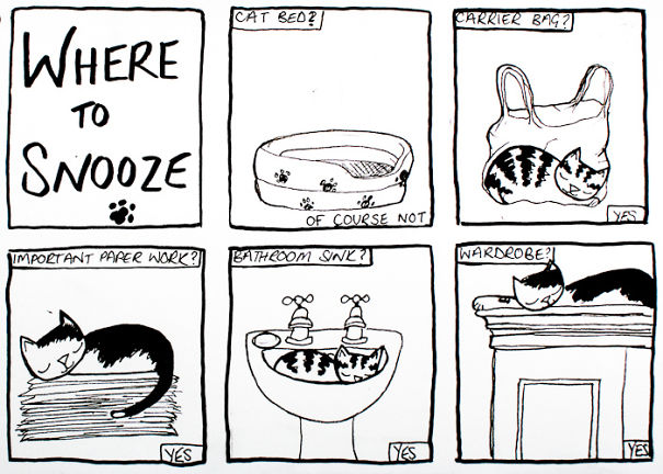 Where To Snooze: A Guide For Cats