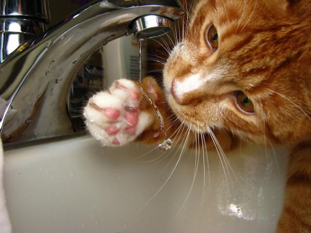 Cat Loves Water