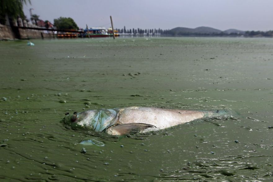 Dead Fish In Water Filled With Blueish Algae, East Lake, Wuhan