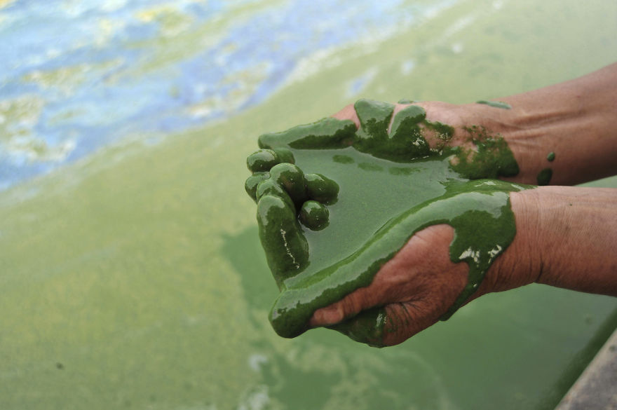 Fisherman Fills His Palms With Water From The Algae-filled Chaohu Lake In Hefei