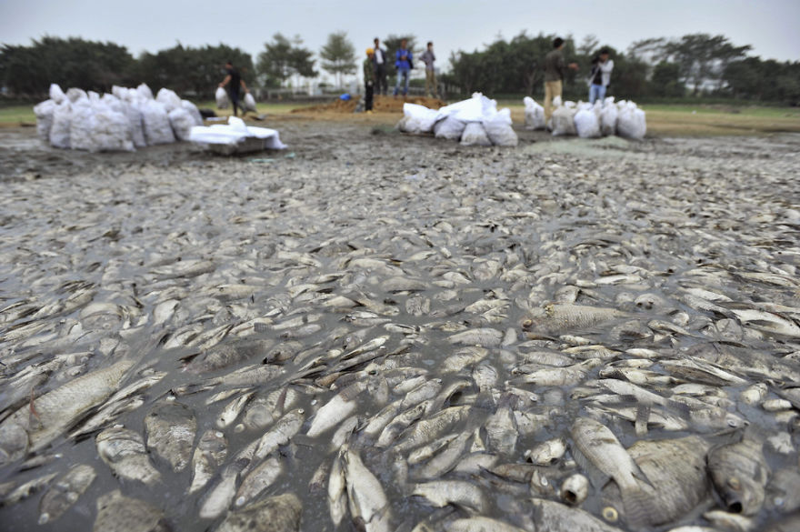 Workers Collect Dead Fish At A Park In Shenzhen, Guangdong Province