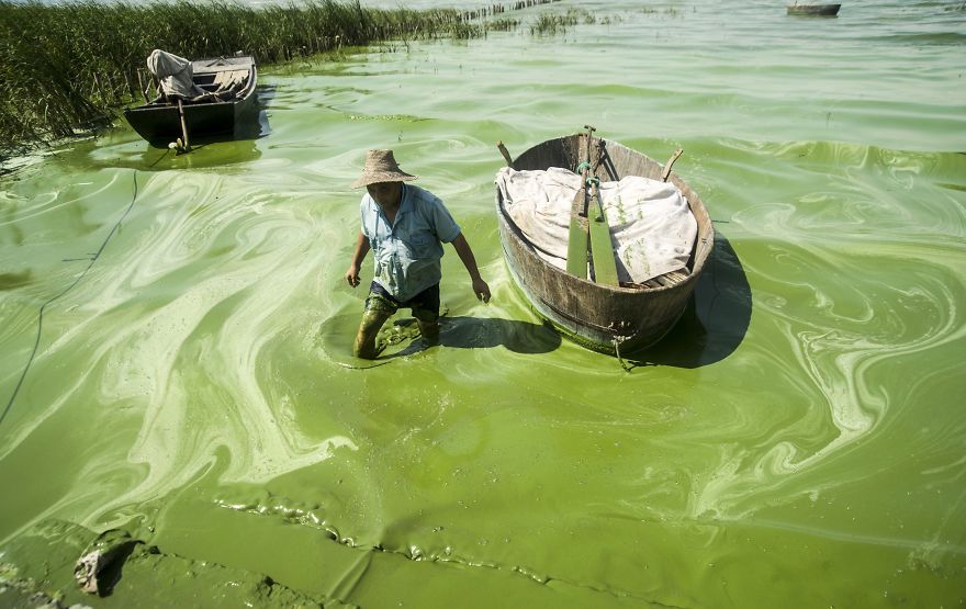 Fisherman Covered In Algae, Chaohu Lake