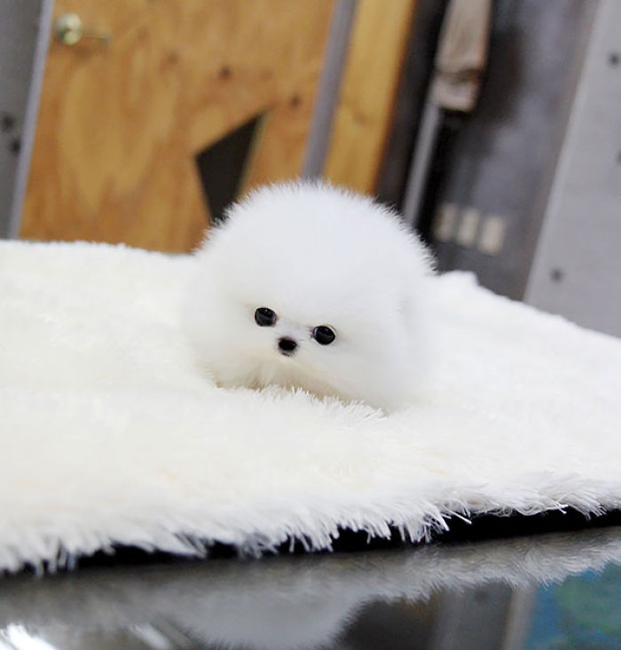Teacup Pomerian