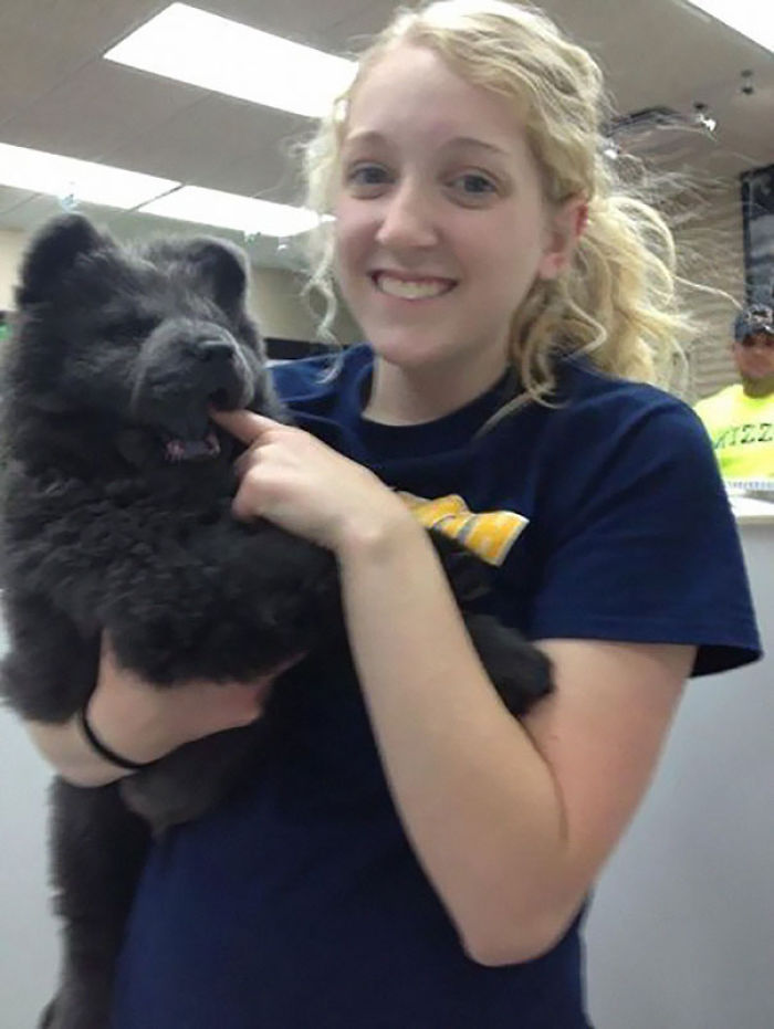 Chow Chow