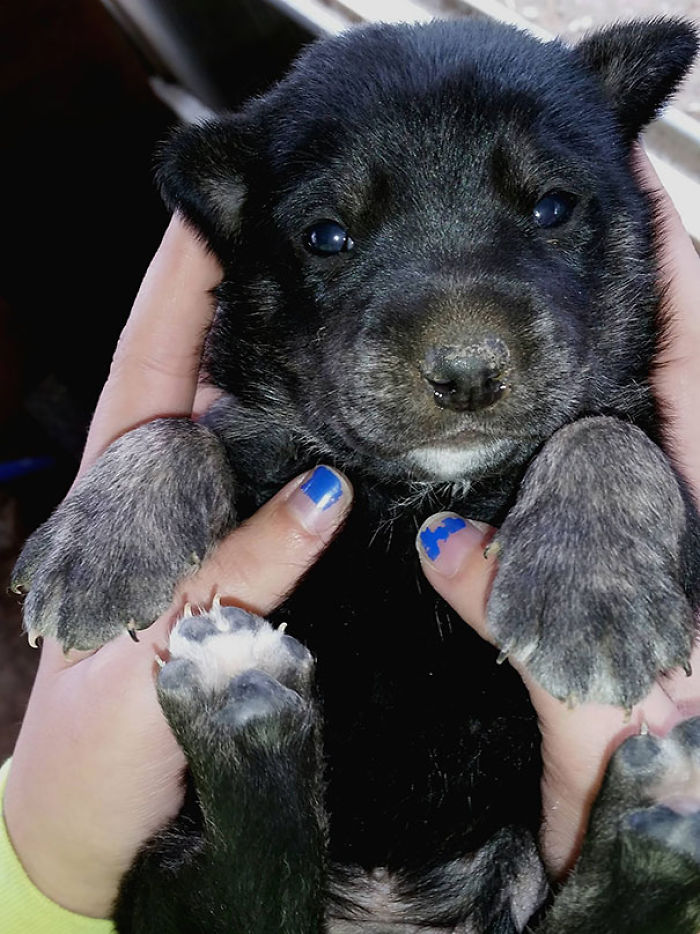 Shepherd/Collie/Black Lab Mix
