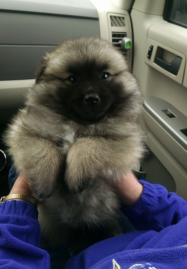 Keeshond Mixed With An American Eskimo