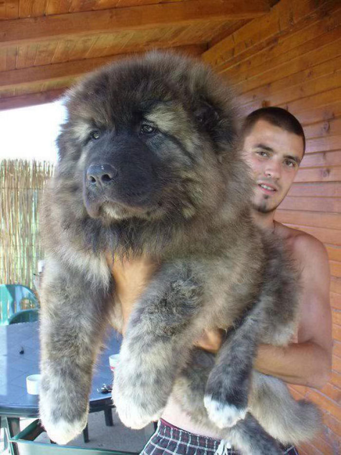 Caucasian Ovcharka