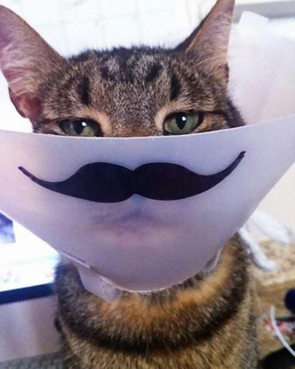 Moustache Cat