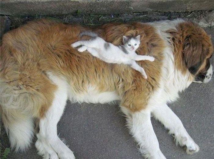 80 Cats Who Use Dogs As Pillows