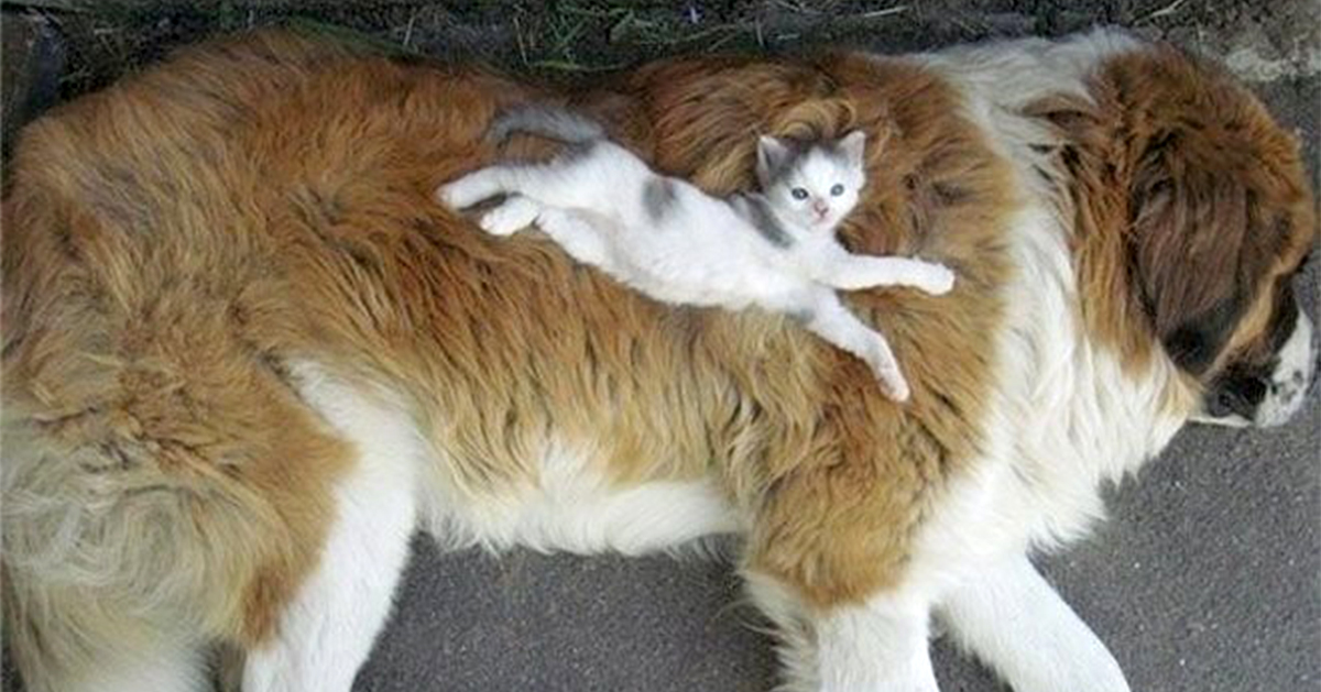80 Cats Who Use Dogs As Pillows | Bored Panda