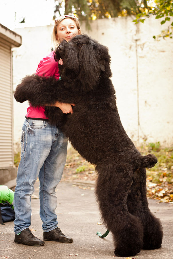 Black Russian Terrier Gosha