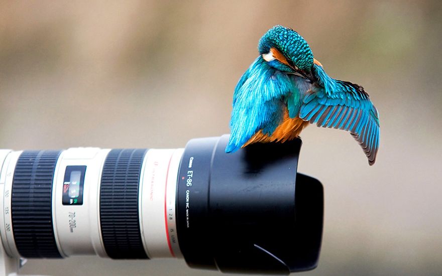 Blue Hummingbird On Camera