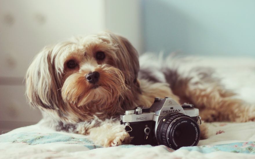 Smile. Dog Is Taking Picture