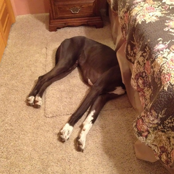 159 Dogs Who Suck At Hide-And-Seek | Bored Panda