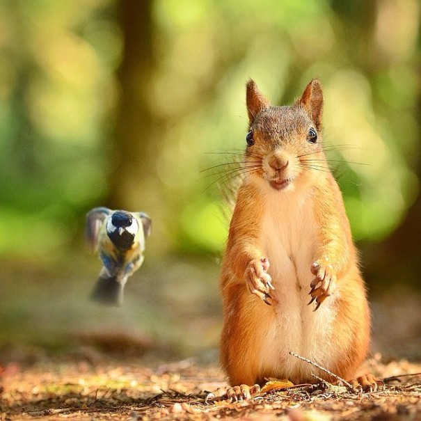 Finnish Squirrel-Whisperer Feeds Wild Animals For Cute Wildlife Photos