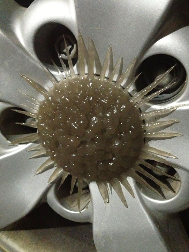 The Ice On This Wheel Looks Like A Sunflower