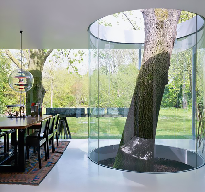 Tree Inside A House