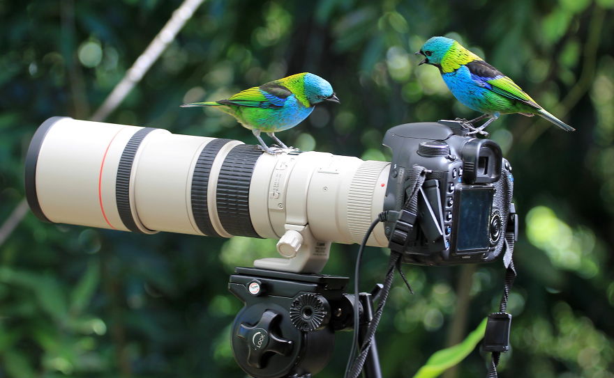 Green Headed Tanagers Discussing About Camera