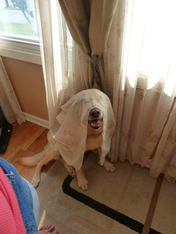 159 Dogs Who Suck At Hide And Seek Bored Panda All your memes, gifs & funny pics in one place. 159 dogs who suck at hide and seek