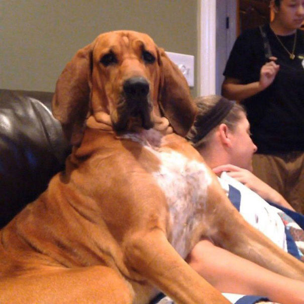 My Fat Bloodhound Thinks He's A Lap Dog