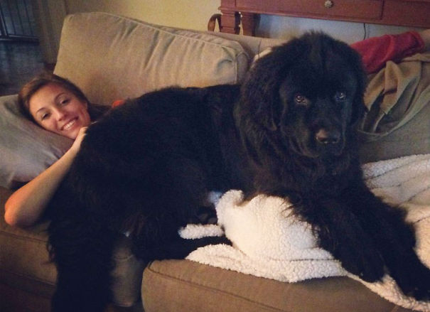 Giant Newfoundland Puppy