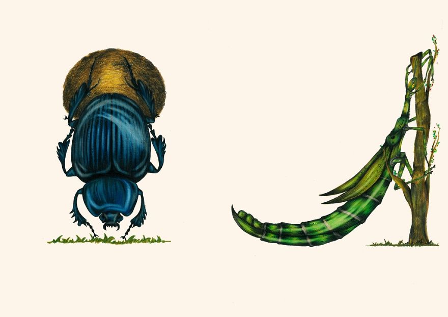 This Insect Alphabet Took Me 2 Years To Complete