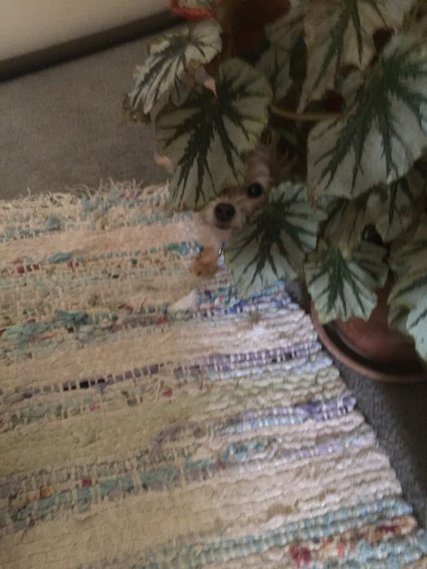 She Thinks She's In The Jungle