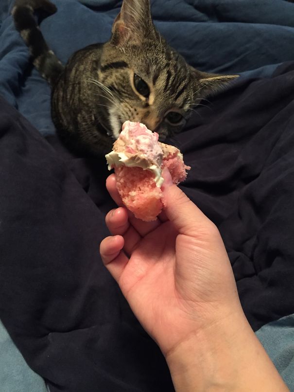 Kitty Gets Cupcakes