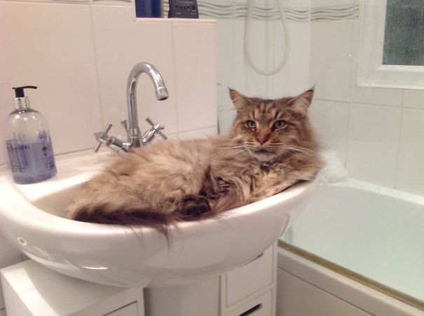 Is This Not What Sinks Are For?