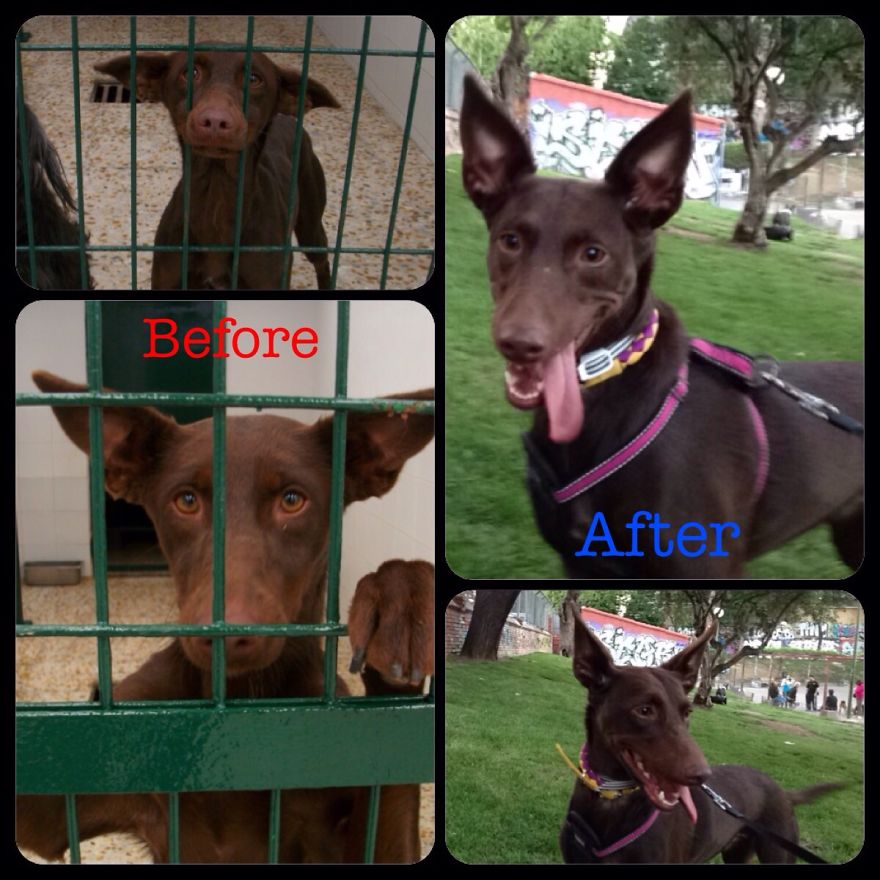 Luna In The Pound And After Adoption