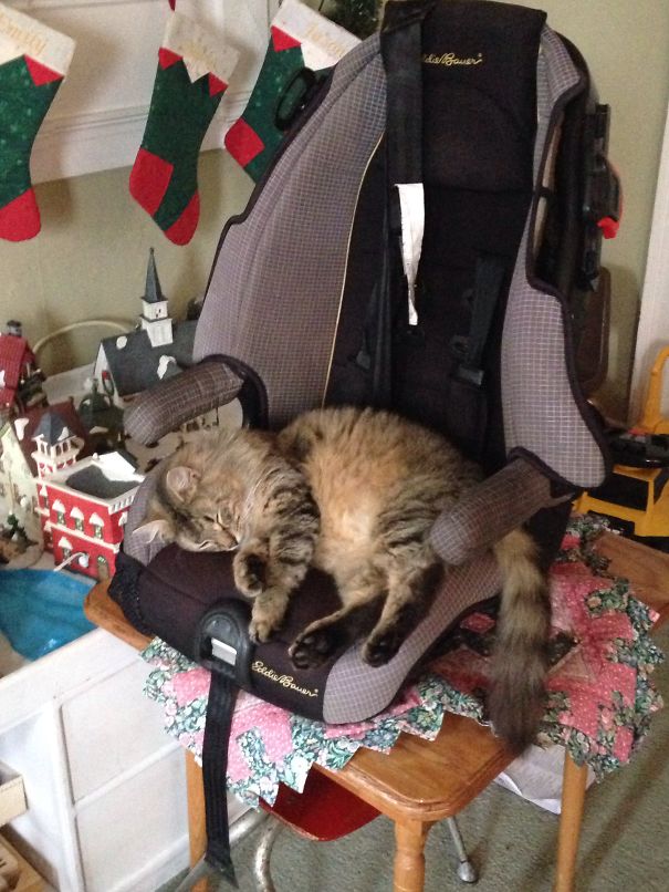 Cat Bed? I Thought You Said Car Seat!