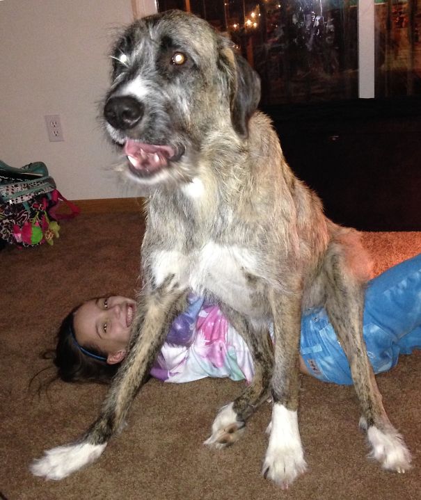 My Daughter Asked Luna To Sit, Not Quite What She Had In Mind.
