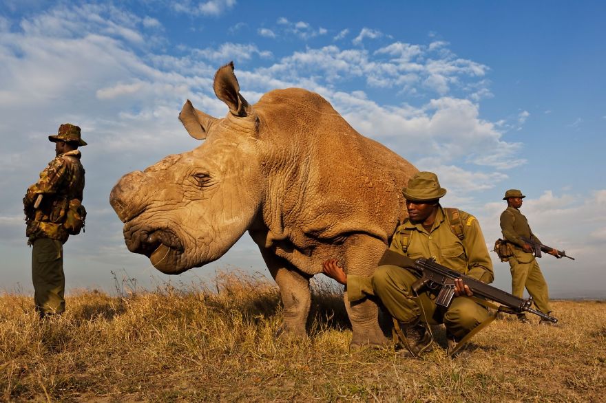 One Of The Last Four White Rhino's In The World (kenya)