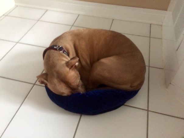 Determined To Fit In The Little Bed!