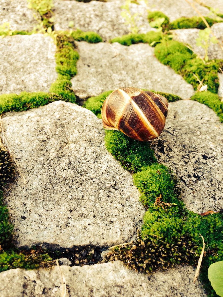 Photogenic Snail