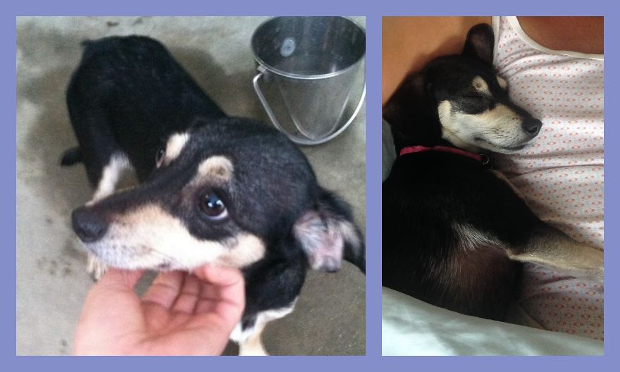 Jenny - From Shelter To Spoiled!!!!!!!