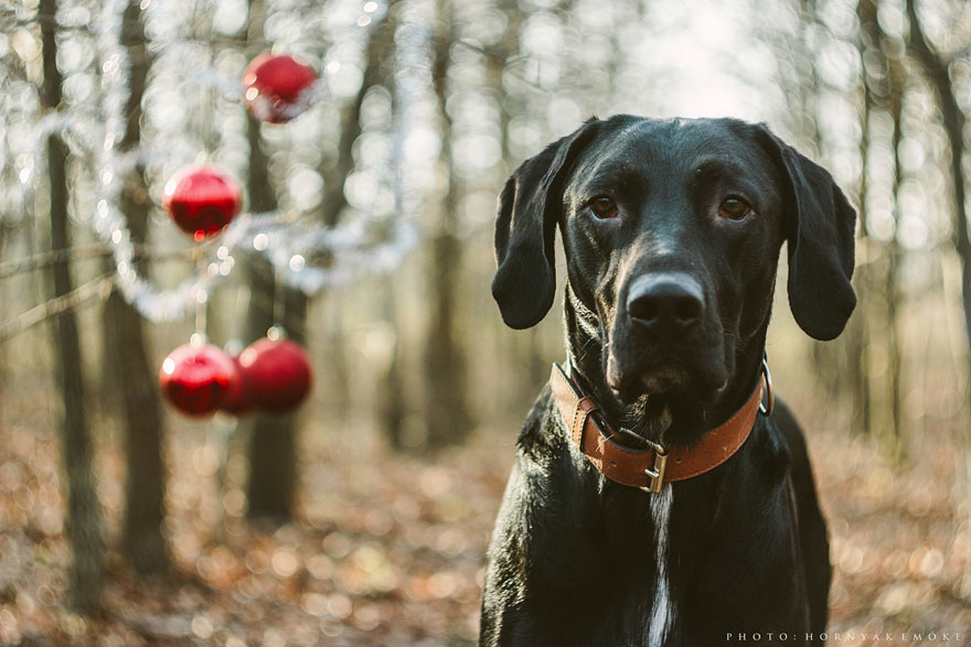 Beautiful Pictures Of Joy The Dog By Emoke Hornyak