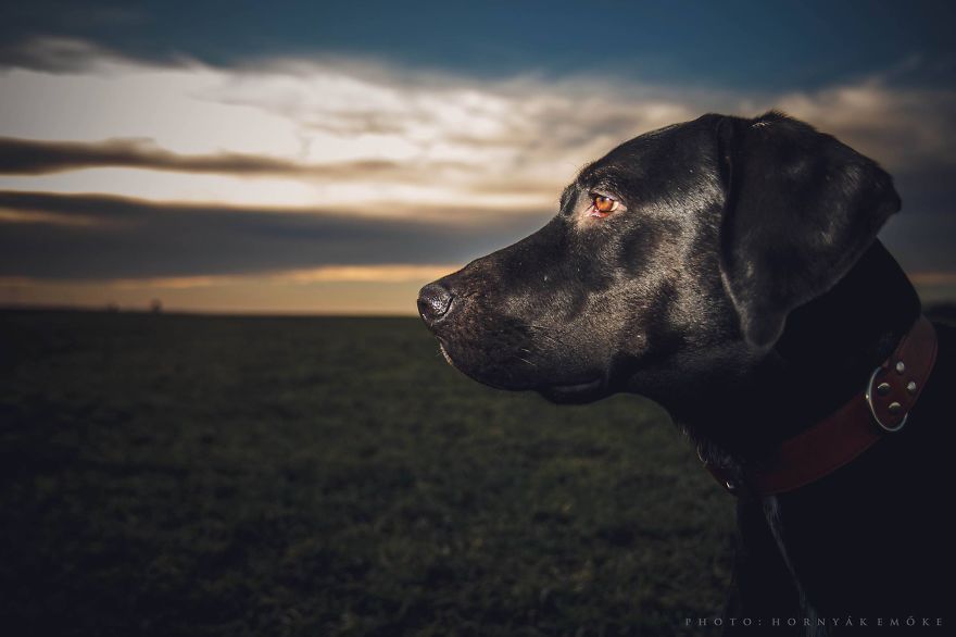 Beautiful Pictures Of Joy The Dog By Emoke Hornyak