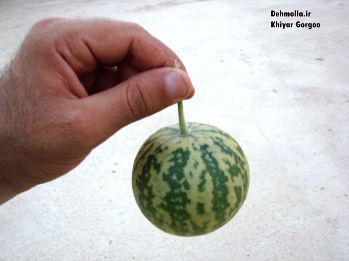 Aboujahl Watermelon