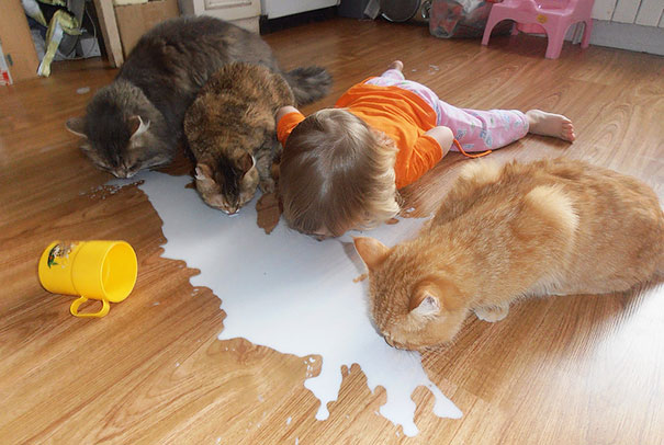 4 Cats Drinking Milk