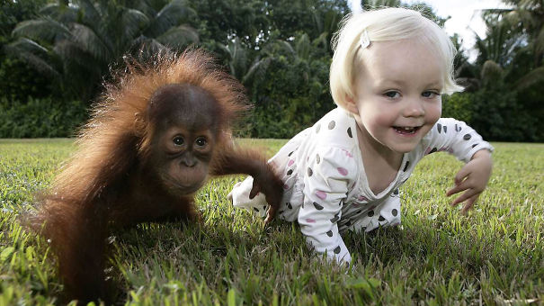 Baby Orangutan Rishi And Emily The Copycat